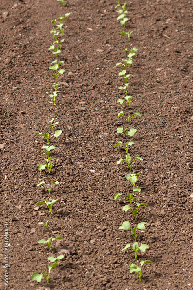 Two rows of young vegetable seedlings starting to grow. Shallow depth of field. Two rows of young vegetable seedlings starting to grow. Shallow depth of field.
