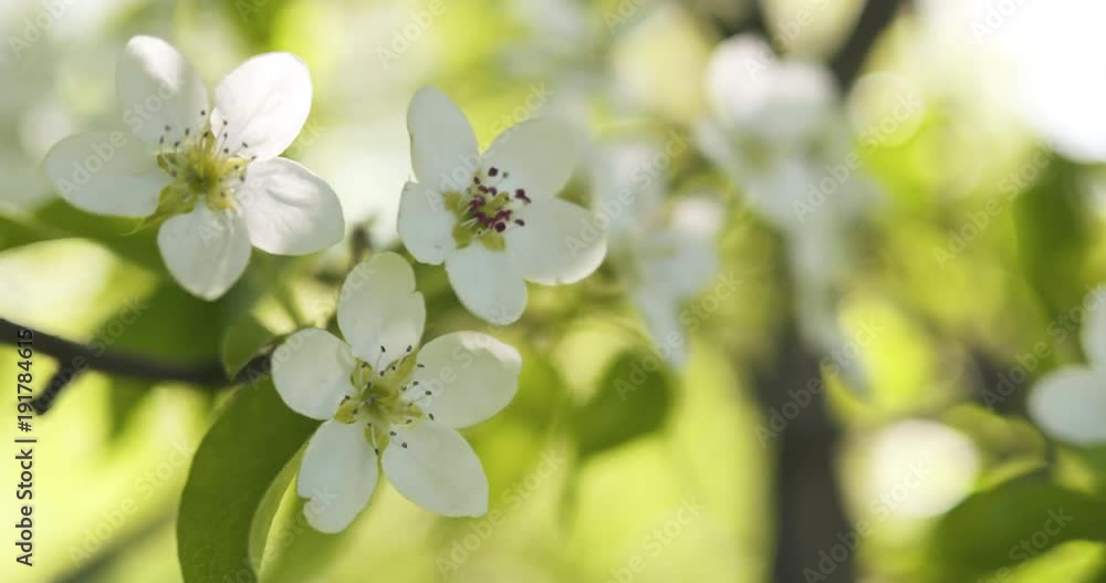Slow motion handheld shot of of apple tree with white flowers in a garden Slow motion handheld shot of of apple tree with white flowers in a garden