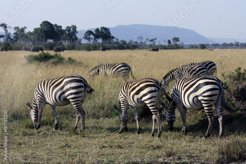 Zebras Grazing in the African Grasslands