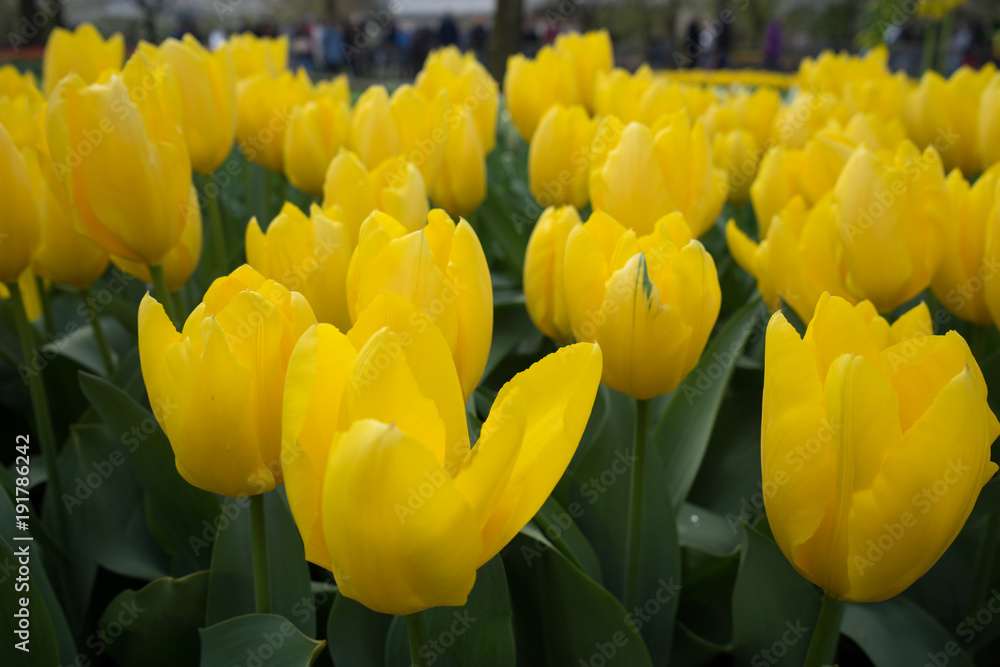 Yellow Tulip flowers in a garden in Lisse, Netherlands, Europe