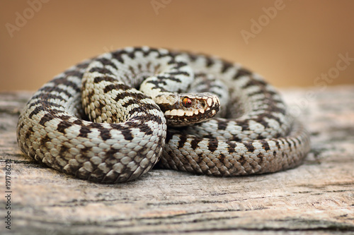 beautiful common viper male