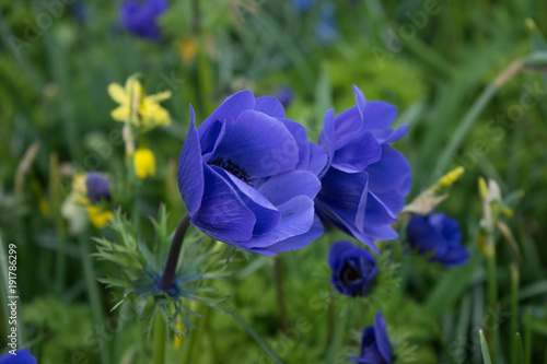 Blue tulip flower in a garden in Lisse  Netherlands  Europe