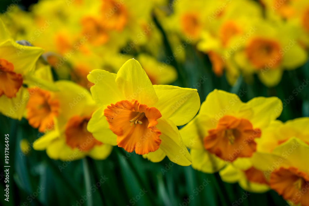 yellow coloured daffodil with blurred background in Lisse, Keukenhoff, Netherlands, Europe yellow coloured daffodil with blurred background in Lisse, Keukenhoff, Netherlands, Europe