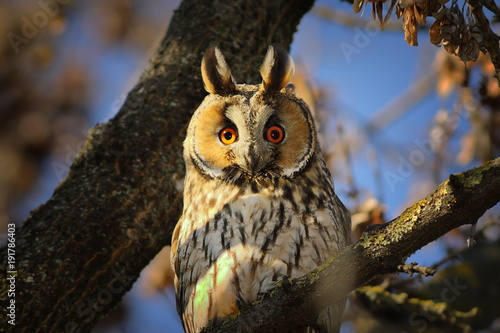Wallpaper Mural portrait of long eared owl Torontodigital.ca