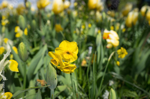 Yellow daffodil flowers in a garden in Lisse, Netherlands, Europe