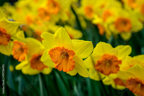 yellow coloured daffodil with blurred background in Lisse, Keukenhoff, Netherlands, Europe