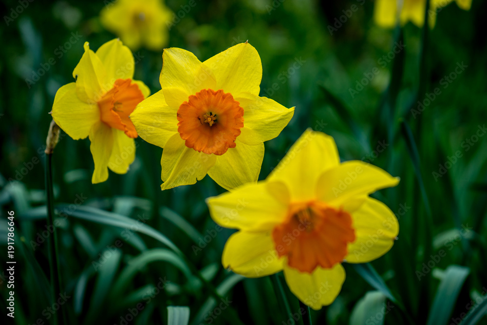 Yellow orange daffodil flowers in a garden in Lisse, Netherlands, Europe Yellow orange daffodil flowers in a garden in Lisse, Netherlands, Europe