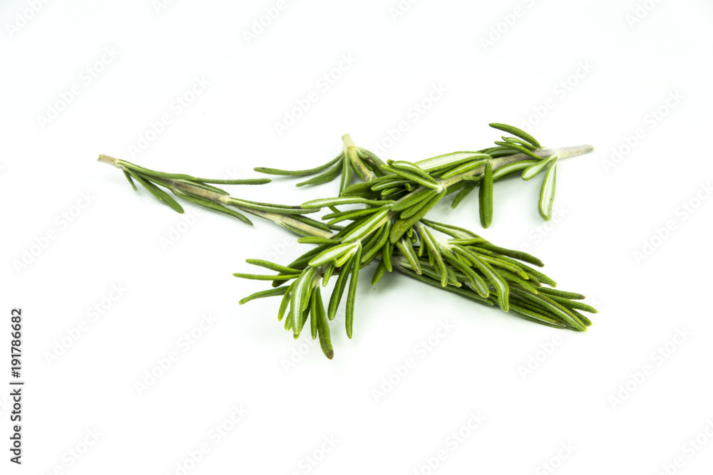 Fototapeta premium Rosmarin