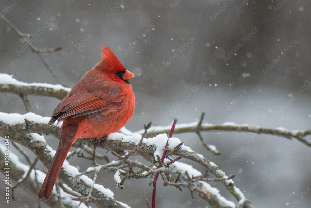 Winter Cardinal Winter Cardinal