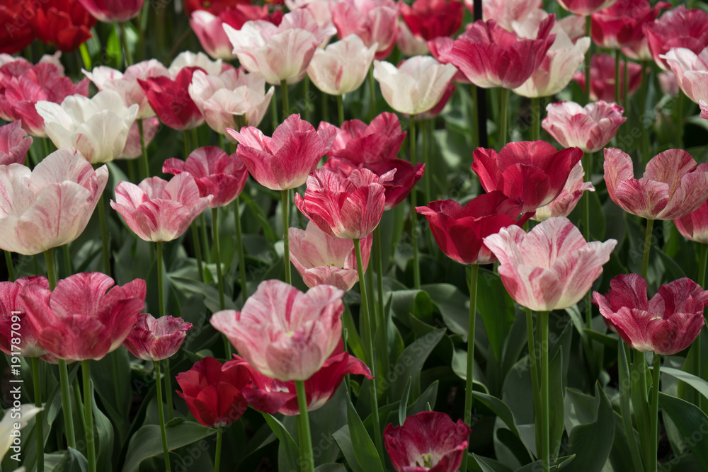 Pink and red  tulip flowers in a garden in Lisse, Netherlands, Europe