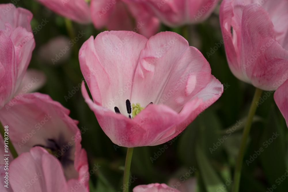 Pink tulip flowers in a garden in Lisse, Netherlands, Europe