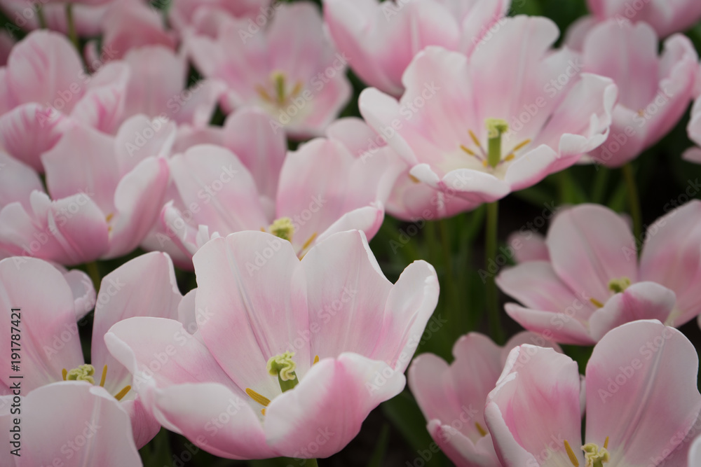Pink tulip flowers in a garden in Lisse, Netherlands, Europe
