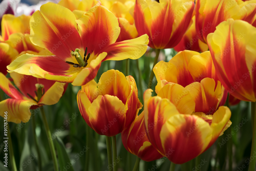 Yellow tulip flowers in a garden in Lisse, Netherlands, Europe Yellow tulip flowers in a garden in Lisse, Netherlands, Europe