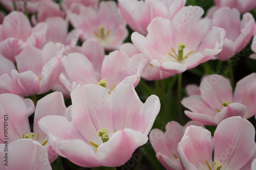 Pink tulip flowers in a garden in Lisse, Netherlands, Europe © SkandaRamana