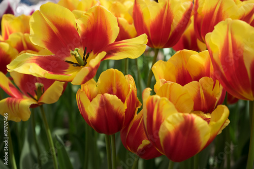 Yellow tulip flowers in a garden in Lisse  Netherlands  Europe