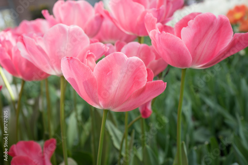 Pink tulip flowers in a garden in Lisse  Netherlands  Europe
