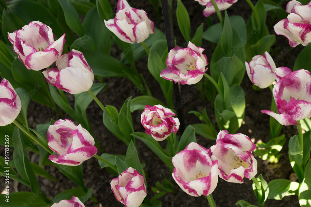 pink and white colored tulip flowers in a garden in Lisse, Netherlands, Europe