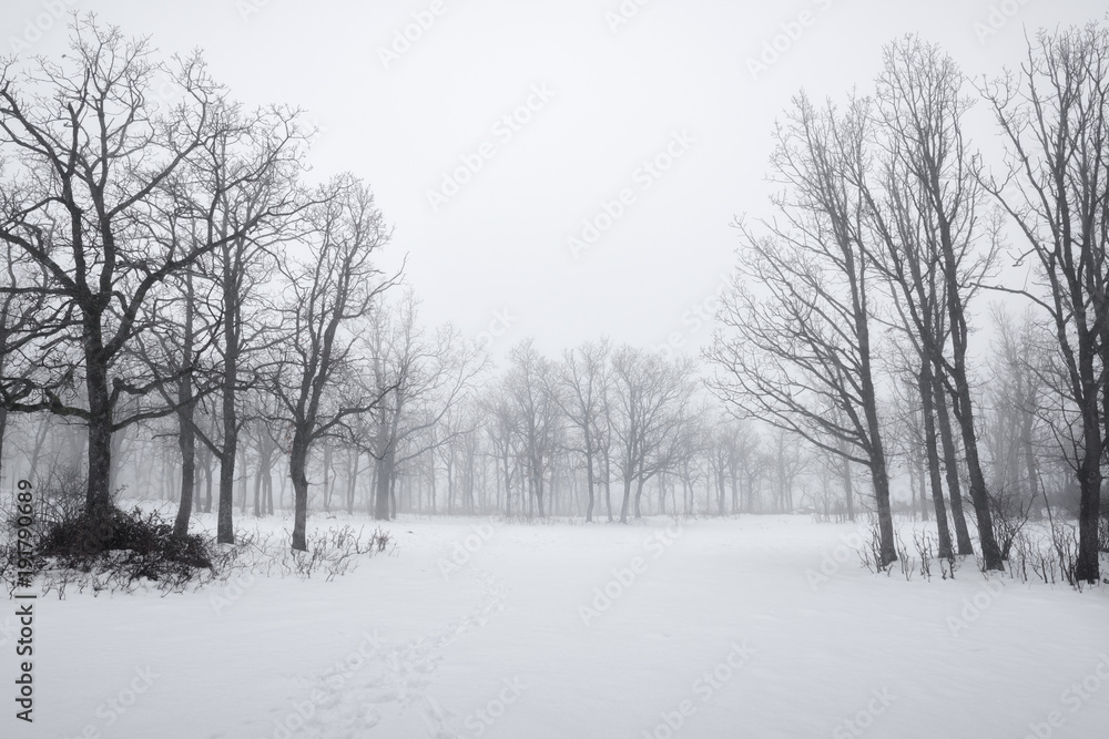 Landscape snow trees dense forest in winter Landscape snow trees dense forest in winter