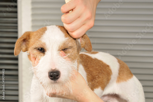 Jack Russel Terrier beim Hundefriseur photo