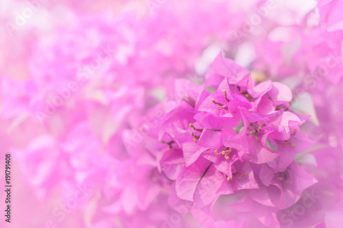Sweet color of Paper or Bougainvillea flowers in soft and blur style for background. Pastel with vintage style. © Chris