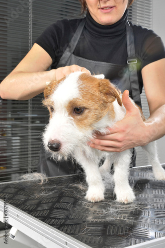 Jack Russel Terrier beim Hundefriseur photo