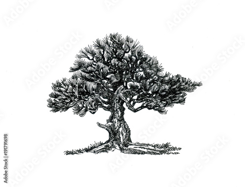 Coniferous bonsai  Japanese pine.