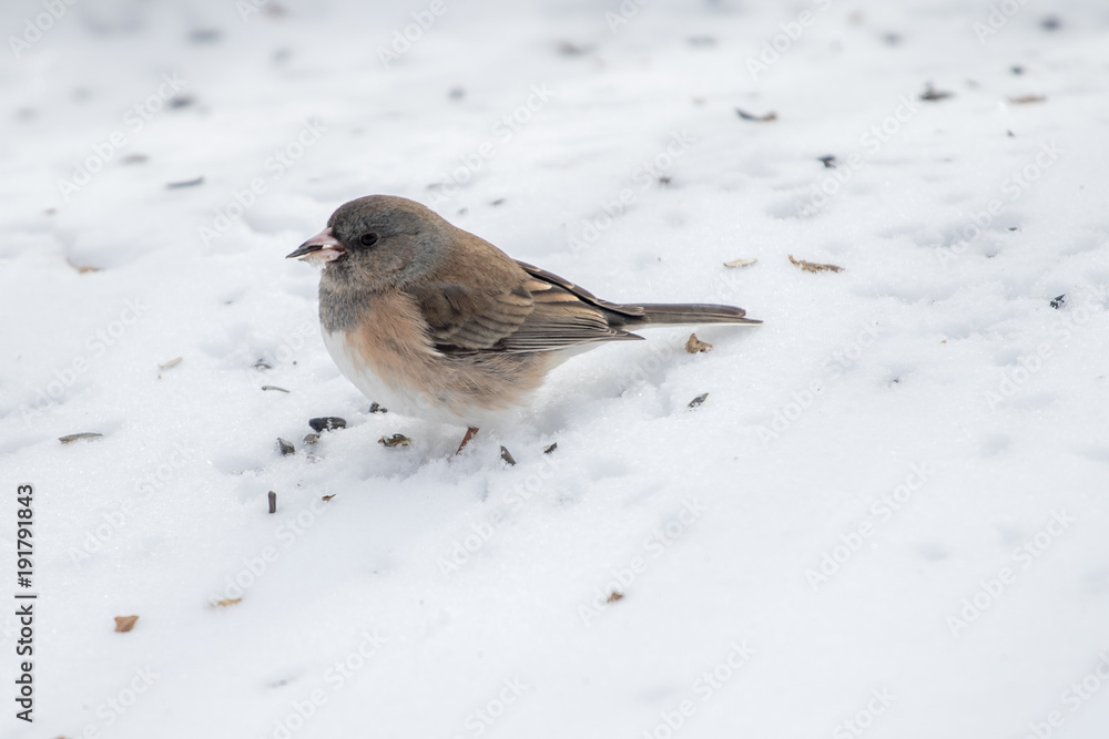 Dark-eyed junco eating seeds off the snow Dark-eyed junco eating seeds off the snow