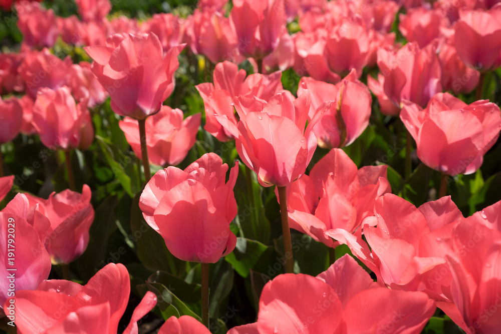 Red tulips in a garden in Lisse, Netherlands, Europe