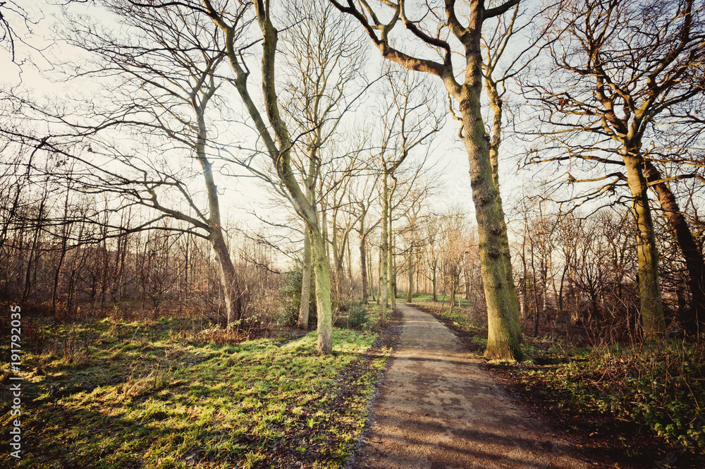Obraz premium leafless trees on a path with sunshine in winter