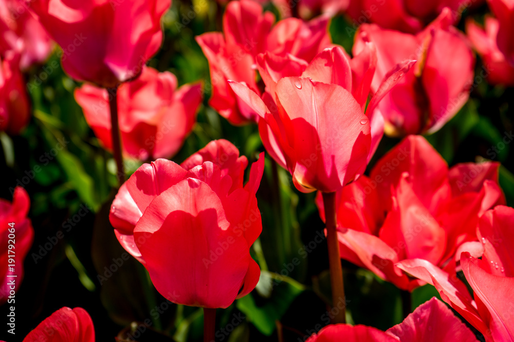 Red tulips in a garden in Lisse, Netherlands, Europe Red tulips in a garden in Lisse, Netherlands, Europe