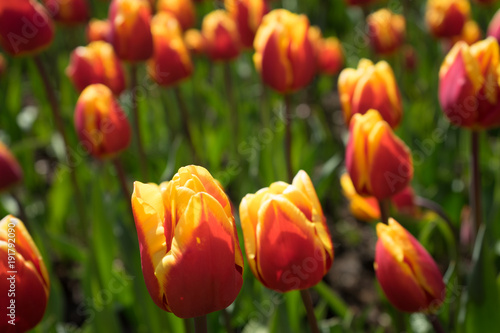 Red and yellow tulips in a garden in Lisse  Netherlands  Europe