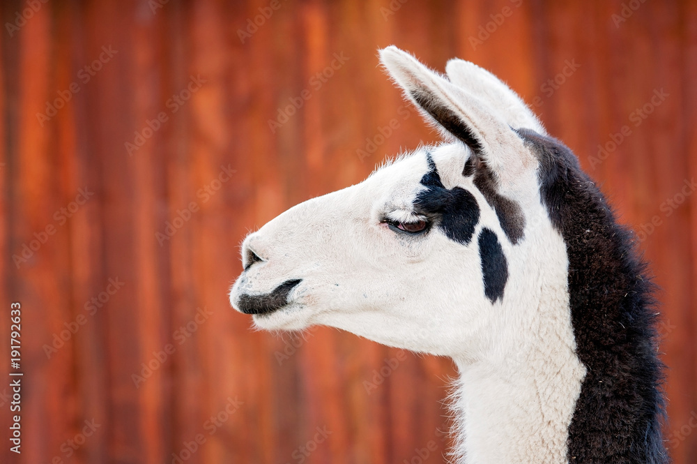 Obraz premium Headshot of a Llama