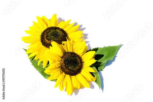 Sonnenblume Sonnenblumen isoliert freigestellt auf weißen Hintergrund, Freisteller