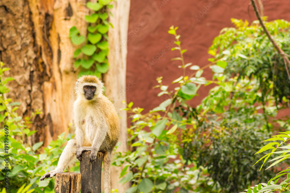 Fototapeta premium Vervet monkey sitting on a wooden post in the savannah of Amboseli Park in Kenya