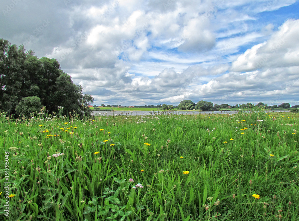 Blumenwiese an der Elbe bei Kirchqwerder