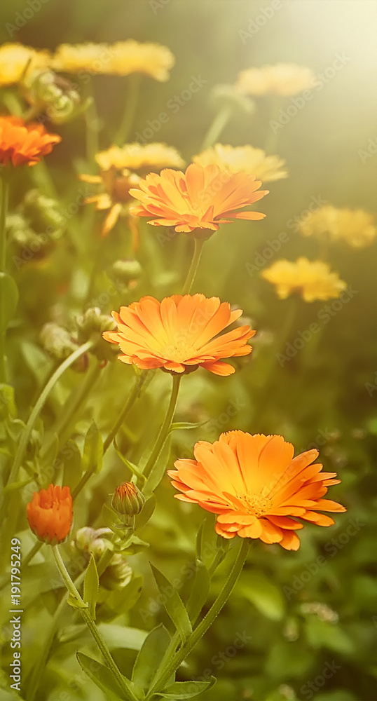 Beautifu summer Wallpaper with Marigold flowers