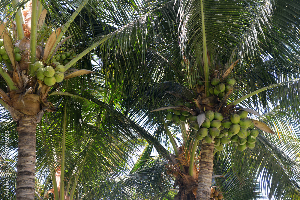 Obraz premium Coconuts in the trees