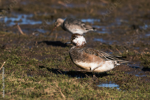 Eurasian Wigeon, Wigeon, Duck, Anas Penelope