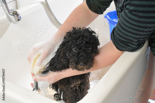 Hund wird gebadet