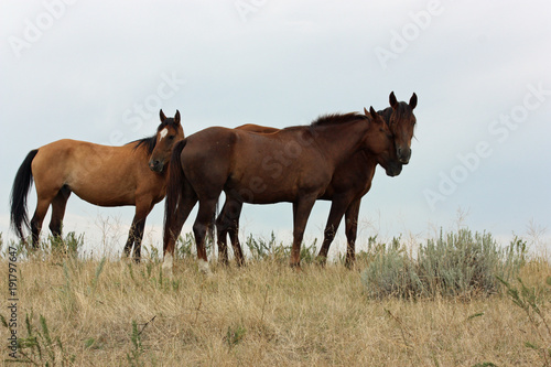 Wild Horses Mustang
