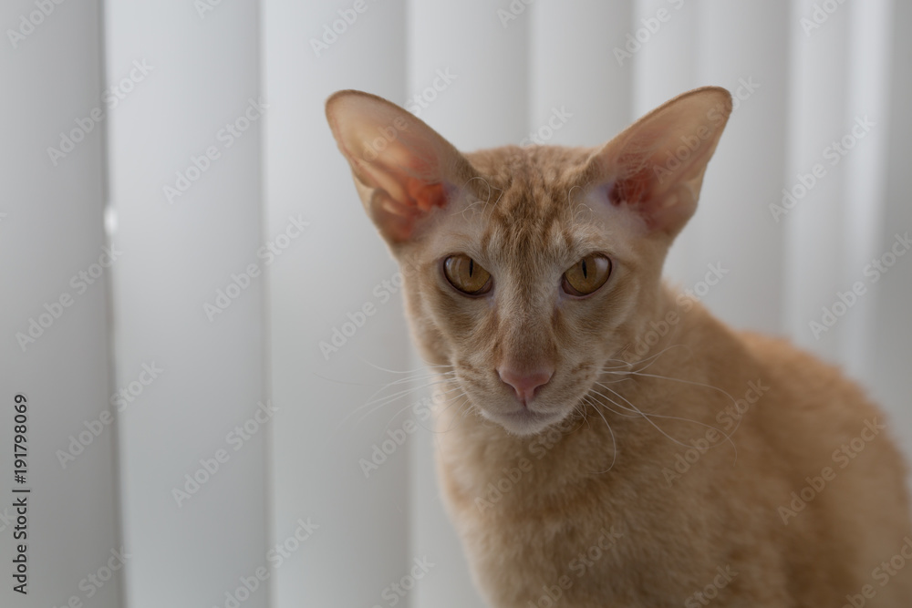 Ginger peterbald purebred domestic cat big eats portrait