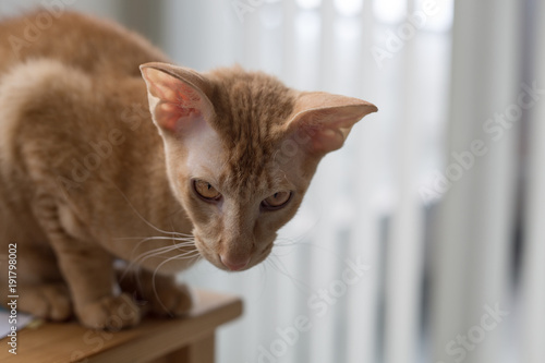 Obraz na plátně Ginger peterbald purebred domestic cat big eats portrait