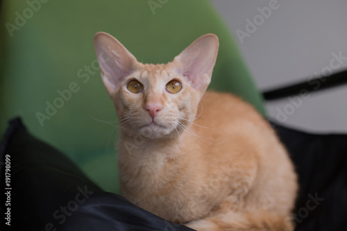 Foto Ginger peterbald purebred domestic cat big eats portrait