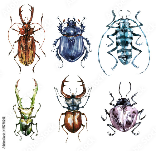 Watercolor beetles collection on a white background. Animal, insects. Entomology. Wildlife. Can be printed on T-shirts, bags, posters, invitations, cards, phone cases, pillows.