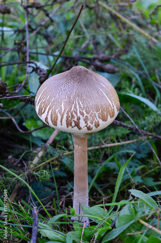 Young specimen of Slender parasol mushroom