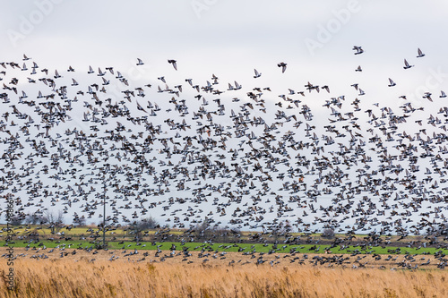 A large flock of birds lands in the field