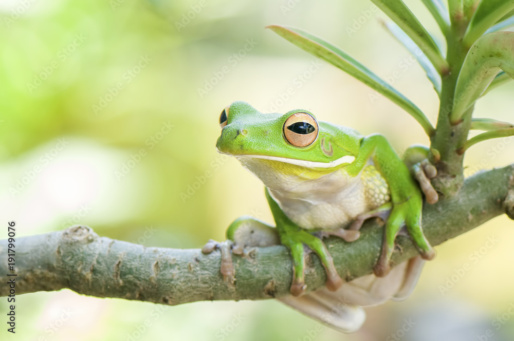 Obraz premium White Lips Frog