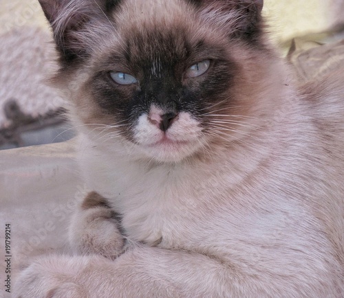 Gato mirando hacia la cámara con expresión de seriedad