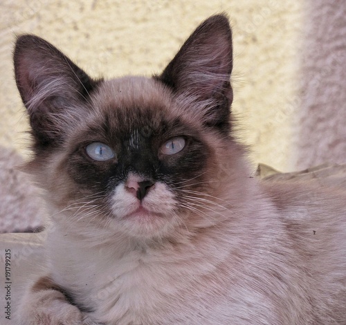 Gato mirando hacia la cámara sorprendido