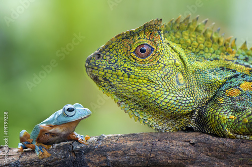 Canvas Print Flying Frog and Dragon Forest